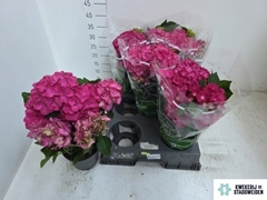 Hydrangea Amsterdam 14Ø 34cm 5bl