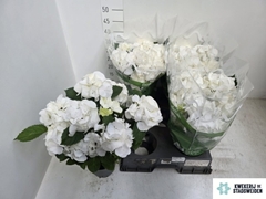 Hydrangea Schneeball 14Ø 37cm 8bl