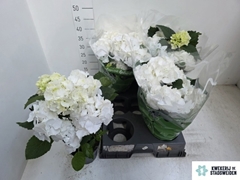 Hydrangea Schneeball 14Ø 38cm 6bl