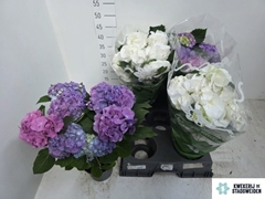 Hydrangea Mix 14Ø 39cm 9bl