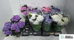 Hydrangea Mix 14Ø 38cm 6bl