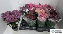 Hydrangea Mix 14Ø 42cm 6bl