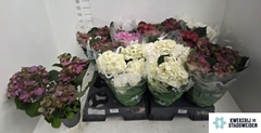 Hydrangea Mix 14Ø 39cm 4bl
