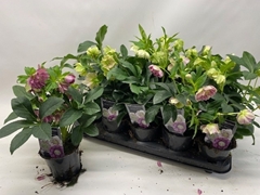 Helleborus Orientalis 12Ø 32cm