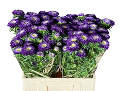 Callistephus Azumi Xl Blue 60cm
