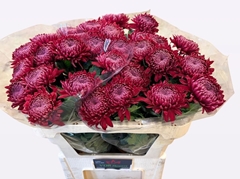 Chrysanth Single Bigoudi Red 70cm 100gr.