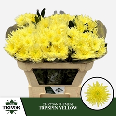 Chrysanth Single Topspin Yellow 70cm 60gr.