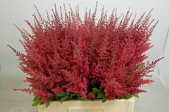 Astilbe Paul Gäarder 55cm
