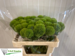 Dianthus Barb Green Trick 55cm