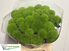 Dianthus Barb Kiwi Mellow Cool 40cm