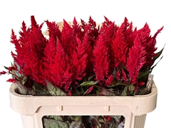 Celosia Sunday Red 70cm