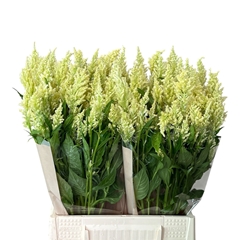 Celosia Sunday Green 50cm