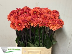 Dahlia Orange Fox 70cm