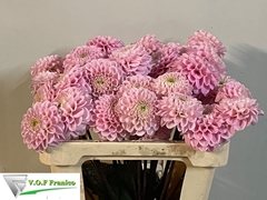Dahlia Wizard Of Oz 50cm