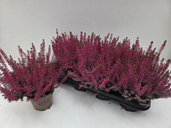 Callu Paula 12Ø 24cm