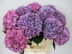 Hydrangea Purple Haze 40cm 15-17cm Hd