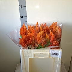 Celosia Sunday Orange 55cm