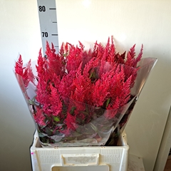 Celosia Sunday Red 65cm