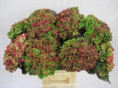 Hydrangea Amathyst Classic 60cm 18-20cm Hd