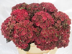 Hydrangea Charlotte Classic 50cm 16-18cm Hd