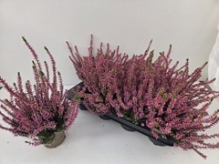 Calluna Garden Girls Rosita 12Ø 24cm