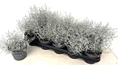 Leucophyta Brownii Silvercalos 12Ø 18cm
