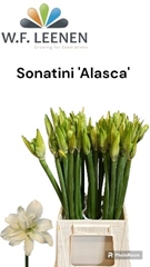 Hippeastrum Sonatini Alasca 48cm