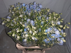 Delphinium Single Ballkleid 60cm