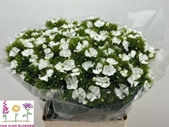 Dianthus Barb Sweet Will White 60cm