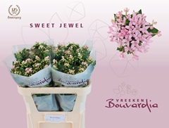 Bouvardia Single Sweet Jewel 70cm