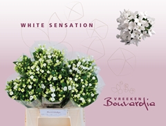 Bouvardia Single White Sensation 40cm