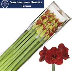 Hippeastrum Ferrari 70cm