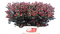 Hypericum Coco Montana 60cm