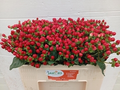 Hypericum Coco Fiesta 50cm