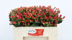 Hypericum Coco Fiesta 45cm