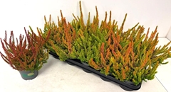 Calluna Vulgaris San Diego 12Ø 30cm