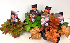 Heuchera Indian Summer Mix 15Ø 30cm