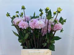 Dahlia Wizard Of Oz 52cm