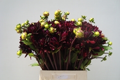 Dahlia Chat Noir 58cm