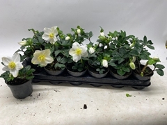 Helleborus Little Star 9Ø 18cm