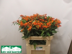 Euphorbia Fulgens Spray Queen Of Orange 75cm 5cm Hd
