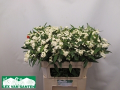 Euphorbia Fulgens Spray Quicksilver 75cm 5cm Hd