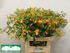 Euphorbia Fulgens Spray Sunstream 80cm 25cm Hd