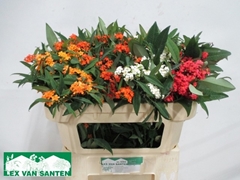 Euphorbia Fulgens Spray Mix 70cm 3cm Hd