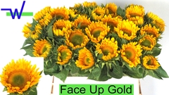 Helianthus Sunrich Up Gold 80cm