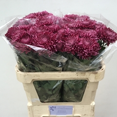 Chrysanth Single Bigoudi Purple 70cm 70gr.