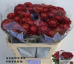 Chrysanth Single Bigoudi Copper 75cm 95gr.