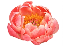 Paeonia Coral Charm 55cm