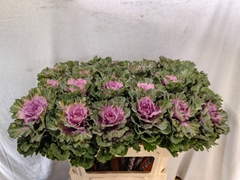 Brassica Empire Ksenia 70cm