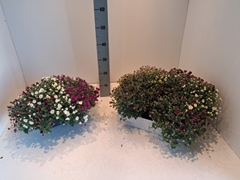 Chrysanthemum Skyfall Mix 27Ø 30cm